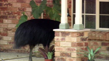 Cassowary in suburban landscape, looking into windows of house. Mission Beach, tropical north Queensland.