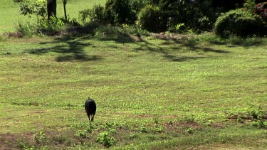 Zoom out. Cassowary in suburban landscape, walks across road. There is a white weatherboard house in the background. Mission Beach, tropical north Queensland.