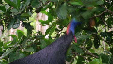 Cassowary male and three chicks, about eight months old, foraging in rainforest, browsing for berries and fruits. Three chicks, one male. The male takes care of the chicks.