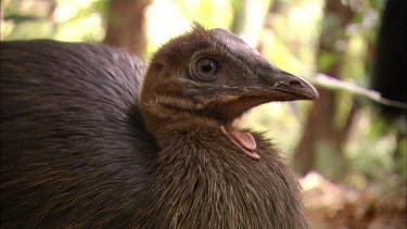 Cassowary chick, about eight months old, has lost its stripes but is still a dull brown colour. Looking to camera.