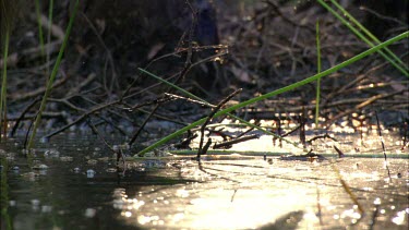 Legs of cassowary chick walking, wading through water.
