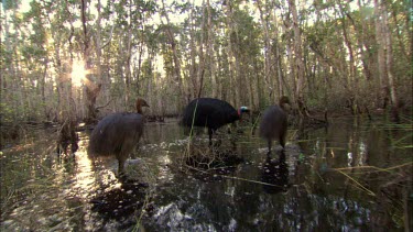 Hand held camera follows cassowary male and three chicks as they wade through paperbark eucalypt swamp.