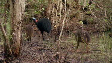 Cassowary male and three chicks, about eight months old, walking through rainforest. Three chicks, one male. The male takes care of the chicks.