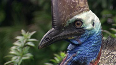 Close up face of female cassowary with blue throat, long neck wattles and casque. Camera pans over a cassowary's body to show cassowary has lost many feathers, it is sick