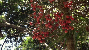 Red berries or fruit hanging under plant, rainforest, tropical North Queensland