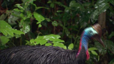 Male Cassowary foraging red berries or rainforest fruit that have fallen on forest floor, leaf litter.