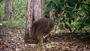 Cassowary chick, about eight months old, has lost its stripes but is still a dull brown colour. Swallowing large piece of fruit, funny shot.