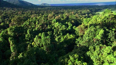 Daintree Forest aerial.