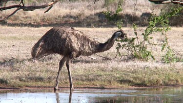 Emu drinking wide