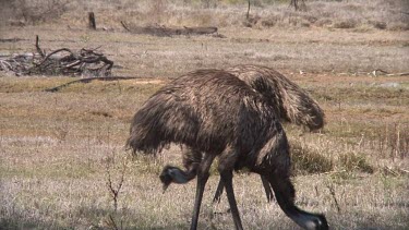 Emu grazing, pair medium