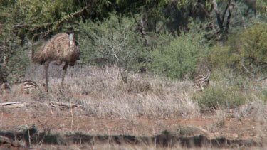 Emu male and chicks grazing wide 1