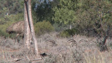 Emu male and chicks grazing wide 2