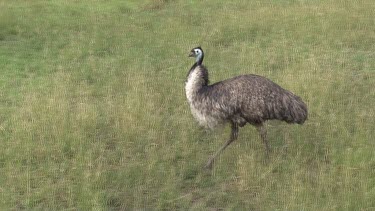 Emu walking on green grass wide