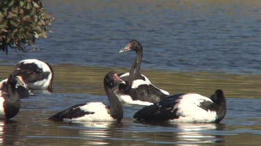 Magpie Goose flock bathing wide