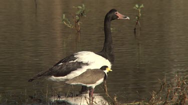Magpie Goose flock standing in water wide