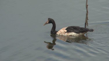 Magpie Goose swimming