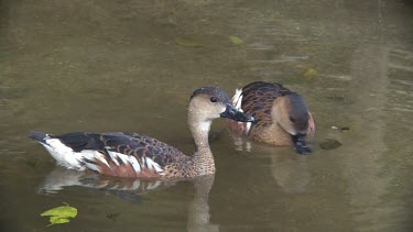 Wandering Whistling-Duck pair in water resting close