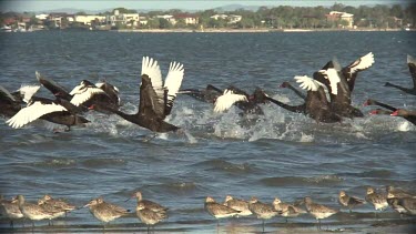 Black Swan big flock flee wide
