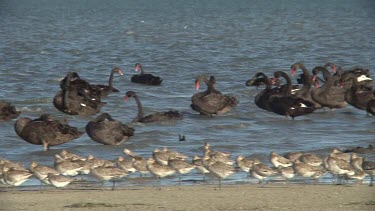 Black Swan big flock preening pan wide