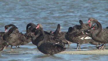 Black Swan big flock preening wide