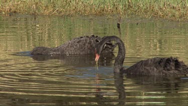 Black Swan couple feeding wide