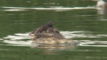 Grey Teal afternoon swimming cu