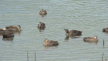 Pacific Black Duck flock swimming wide