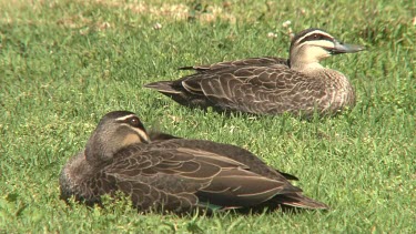 Pacific Black Duck pair resting  wide