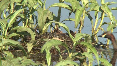 Australasian Grebe inspects and arranges nest wide afternoon light