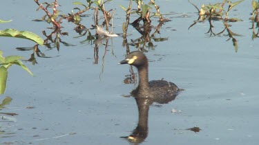 Australasian Grebe inspects nest wide