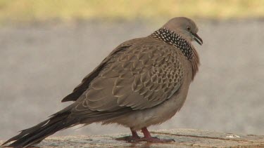 Spotted Dove calling close