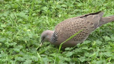 Spotted Dove eating on grass close