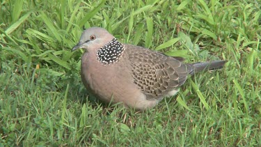 Spotted Dove on grass close