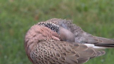 Spotted Dove preening very close