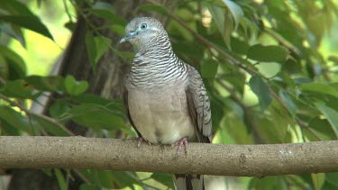 Peaceful Dove perched medium