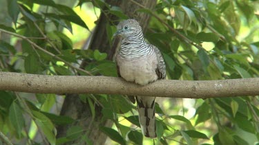 Peaceful Dove perched wide