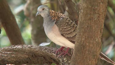 Bar-shouldered Dove perched preening alert close
