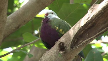 Wompoo Fruit-Dove perched medium