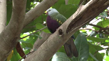 Wompoo Fruit-Dove perched wide
