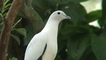 Pied Imperial Pigeon perched close