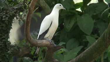 Pied Imperial Pigeon perched wide