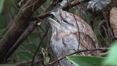 Tawny Frogmouth perched high close