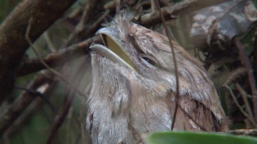 Tawny Frogmouth perched high ultra close