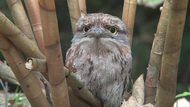 Tawny Frogmouth perched low medium 2