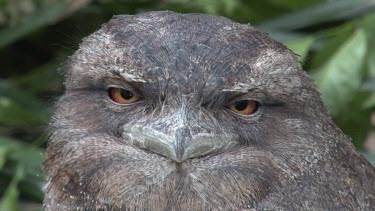 Papuan Frogmouth close