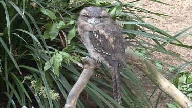 Papuan Frogmouth perched wide