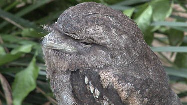 Papuan Frogmouth zoom