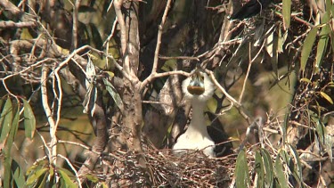 Little Pied Cormorant nest activity wide