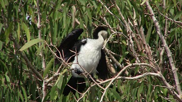 Little Pied Cormorant preening zoom