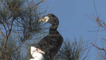 Great Cormorant perched medium